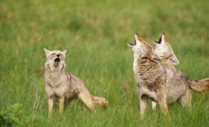 Coyotes